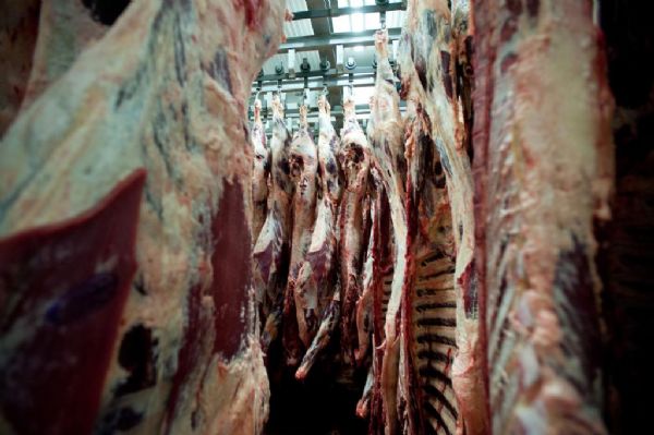 Com fechamento de indstrias, mais de 12% do gado mato-grossense  abatido fora do estado e h fila para abate