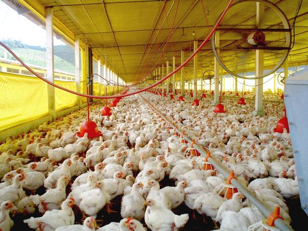 Casos de laringotraquete em granjas de frango so monitorados pelo Indea