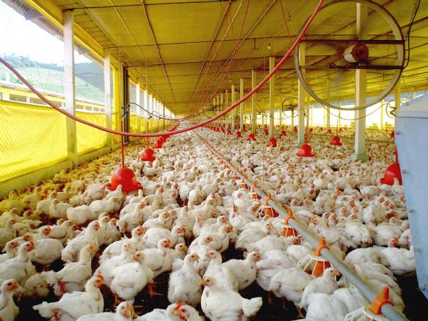 Indea cadastra granjas em Sorriso e realiza vigilncia veterinria contra focos de doenas
