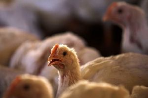 Preos do frango vivo em janeiro retornam aos nveis do incio de dezembro