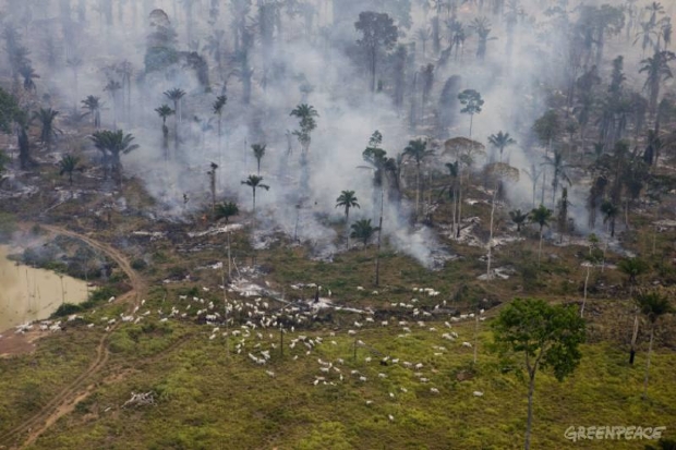 Walmart, Timberland e Nike: como gigantes do mercado podem frear desmatamento amazônico