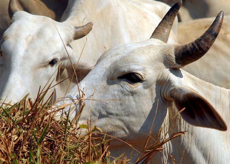 Mato Grosso  lder nacional com R$ 185 bilhes em valor da produo agropecuria