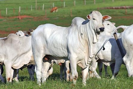 Pecuaristas querem R$ 2.9 bilhes para reduzir pastagens degradadas