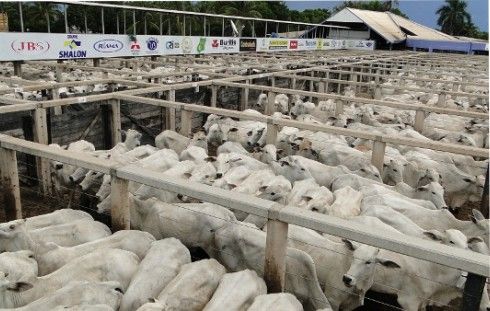 Barra mostra a qualidade do seu gado