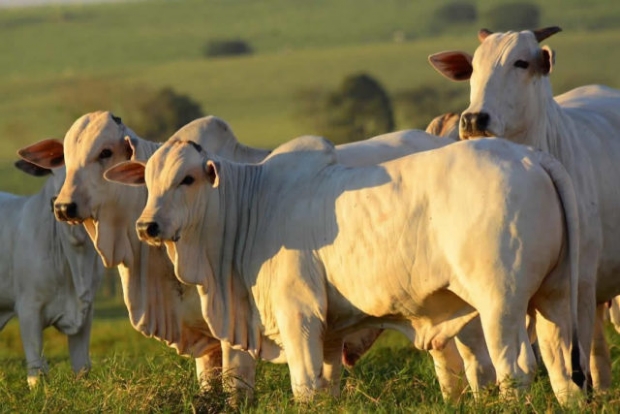 Ministério da Agricultura investiga possível caso da doença “vaca louca” em MT