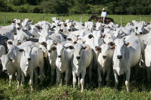 Exportações de carne bovina de Mato Grosso crescem 15% em outubro