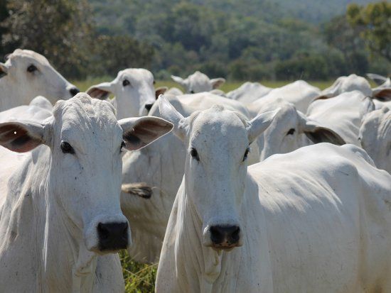 Mato Grosso confirma status de risco insignificante para 'mal da vaca louca'