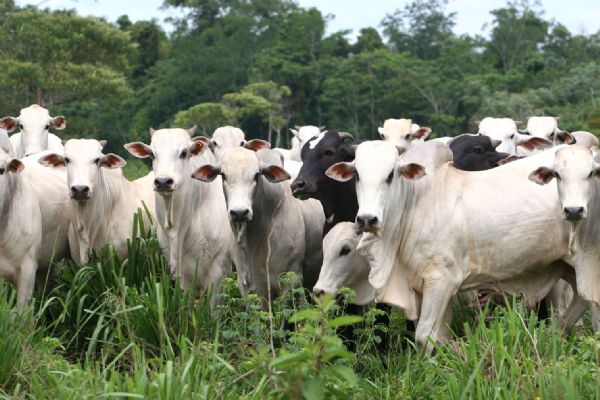 Precipitao de chuva de 156,9mm em dezembro pode melhorar condies de pastagens em Mato Grosso