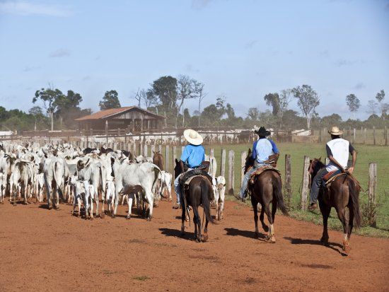 Turquia abre mercado para gado vivo de Mato Grosso para engorda