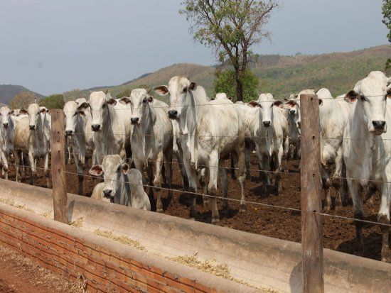 Pecuaristas acreditam que levar at 30 dias para servios do Indea normalizarem