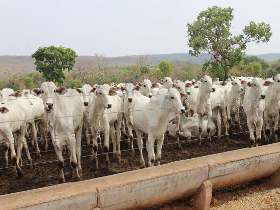 Reduo no consumo de carne bovina impacta no preo ao produtor em Mato Grosso