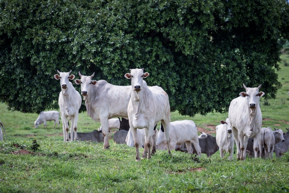 Ministrio da Agricultura e Indea realizam treinamento sobre febre aftosa