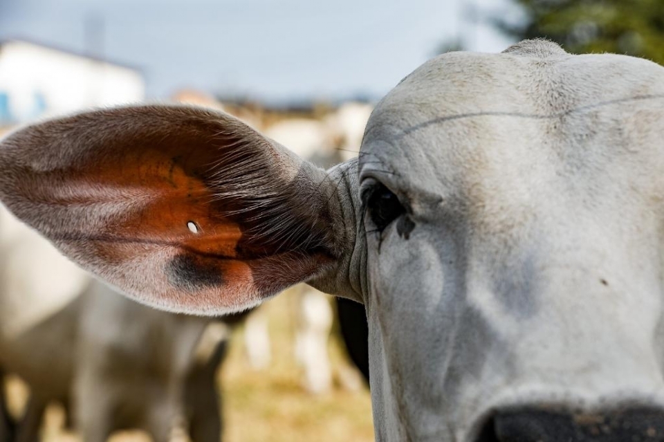 Mato Grosso registra exportao recorde de carne e atinge receita de R$ 1 bilho