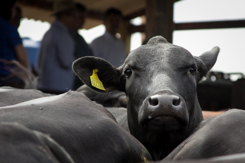 Produtor que no atualizar estoque de rebanho ao Indea fica impedido de emitir Guia de Trnsito de Animal