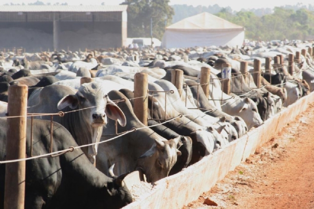 Produtor demonstra cautela e MT deve confinar quase 600 mil cabeças de gado em 2020