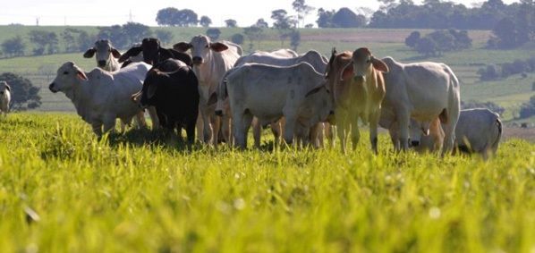 Treinamento para veterinrios atuarem em leiles ser ofertado por Indea e Mapa