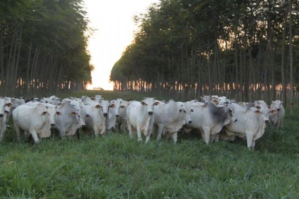 ILPF em Mato Grosso eleva produo de carne em cinco vezes ante a mdia nacional
