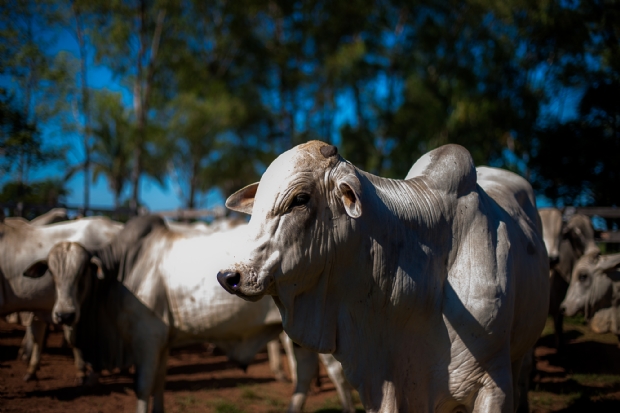 Criadores de nelore promovem eventos de 'elite' durante exposio AgroMT