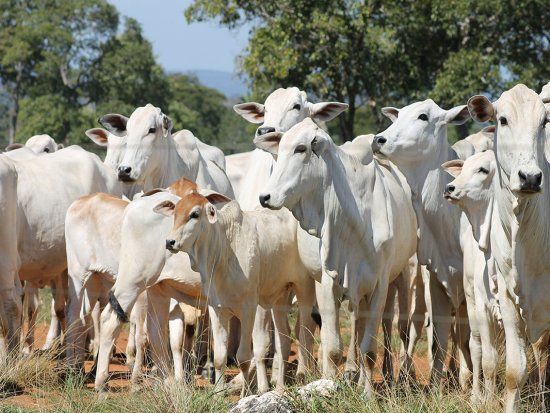 Estoque de machos  o pior em nove anos; Mato Grosso tem apenas 3,9 milhes de cabeas