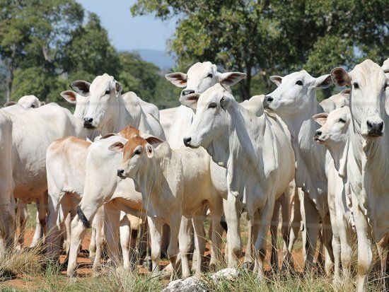 Mato Grosso eleva alíquota do boi em pé para 12%; medida prejudica produtores