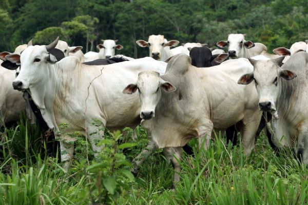 Mais de duas mil cabeas de gado foram comercializadas em leilo realizado na Parecis SuperAgro