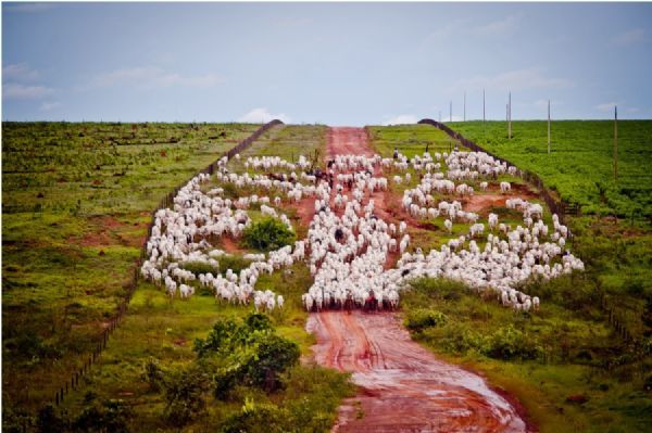 Diante crise na JBS, pecuaristas de Mato Grosso avaliam criao de cooperativa para reativar frigorficos