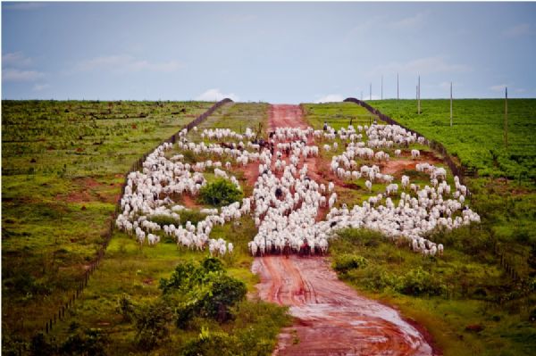 Cuiab sedia IV Encontro Nacional de Defesa Sanitria Animal