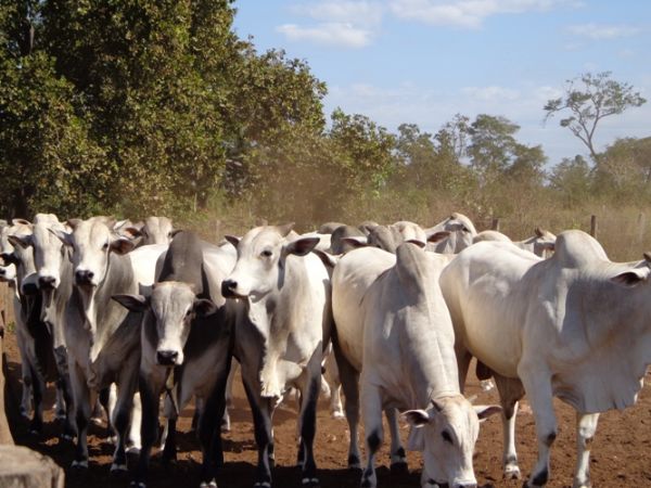 Exame de 49 bovinos d negativo para o Mal da Vaca Louca