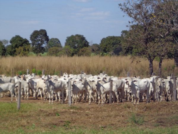Pantanal ter maior tempo para vacinao contra aftosa