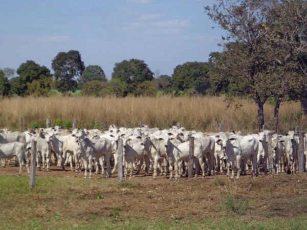 Aps caso atpico de Mal da Vaca Louca e Varola Bovina, Mato Grosso registra estomatite vesicular. Febre aftosa  descartada.