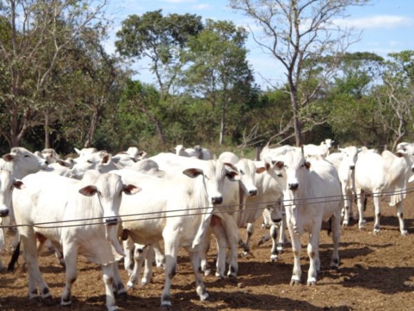 Bovinos que tiveram contato com f�mea com suspeita de mal da vaca louca s�o sacrificados