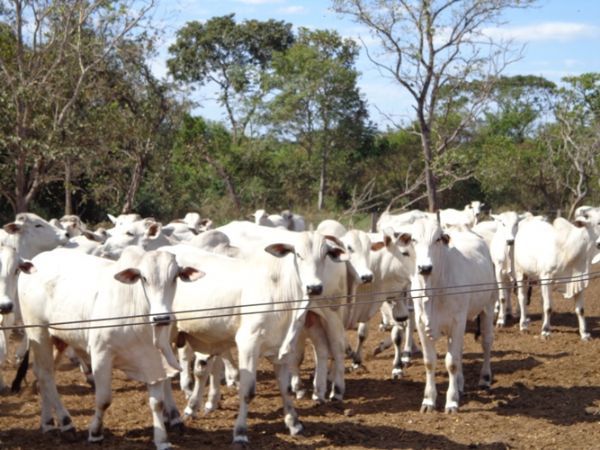 Informaes coletadas em workshop estaro em estudo cientfico