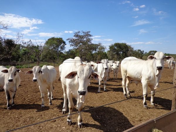 Rssia j foi informada sobre caso do Mal da Vaca Louca em Mato Grosso