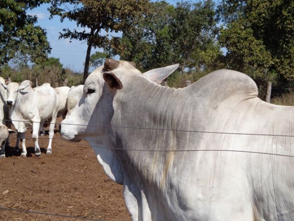 Mato Grosso tem alta de 20% no custo de produo na engorda de bovinos