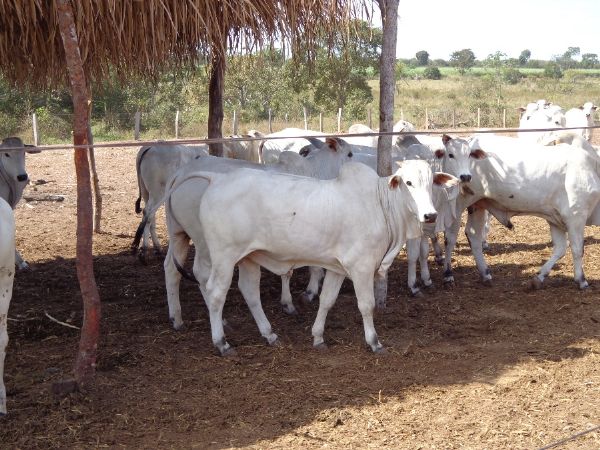 Venda antecipada de gado em Mato Grosso garante rentabilidade de R$ 70 por cabea no confinamento