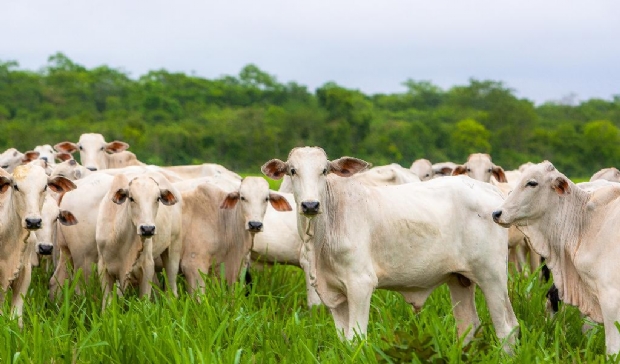 PIB de Mato Grosso tem maior variao acumulada entre estados brasileiros