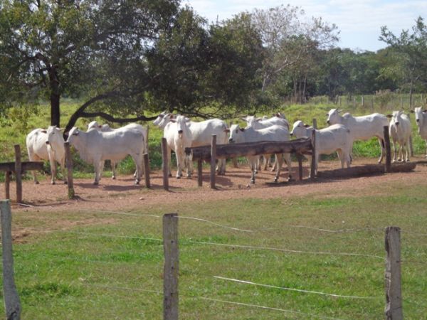 Mato Grosso tem reduo de 21,4% de gado confinado diante cenrio incerto