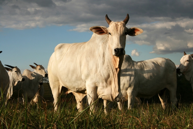 Ministrio da Agricultura confirma caso de vaca louca em Mato Grosso