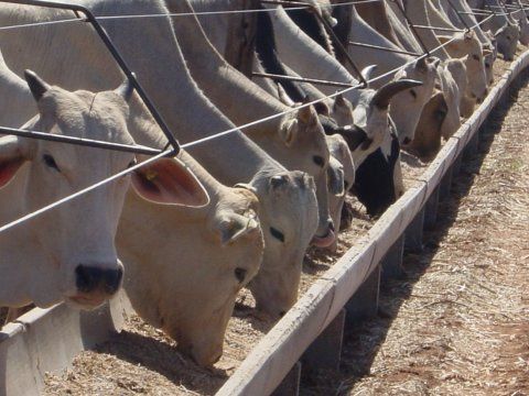 Com cenrio desfavorvel, confinamento bovino em MT deve ser 12,5% menor este ano