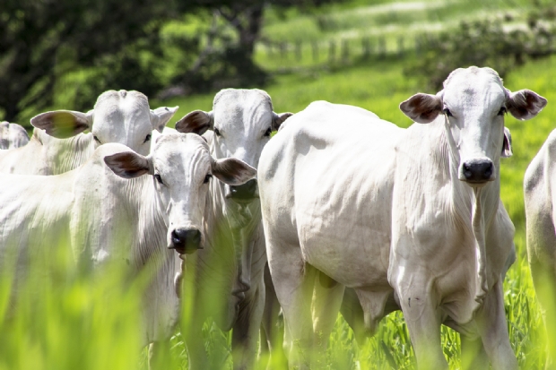Caso de vaca louca registrado em Mato Grosso  atpico e no coloca qualidade da carne em risco