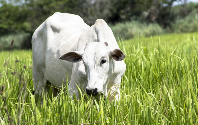 Braquiria e integrao lavoura-pecurria so opes para reduo de custos para produtores de MT