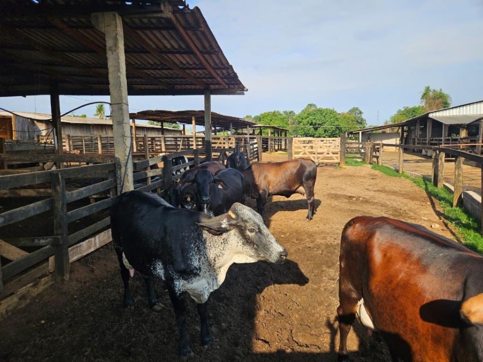 Animais de Tapurah que participaram do Programa de Melhoramento Gen�tico