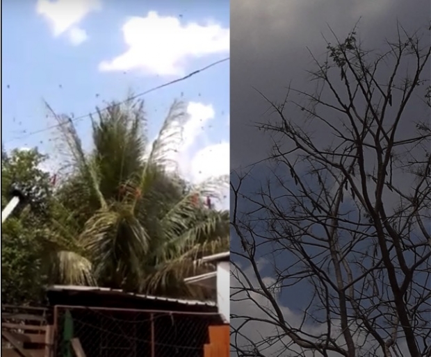 Gafanhotos infestam cajueiros e mangueiras e prejudicam produo de doces em MT; Vdeo!