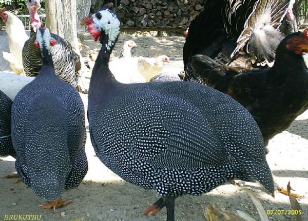 Galinha da angola: Aves de manejo simples e barato tima opo para criao e para o comrcio