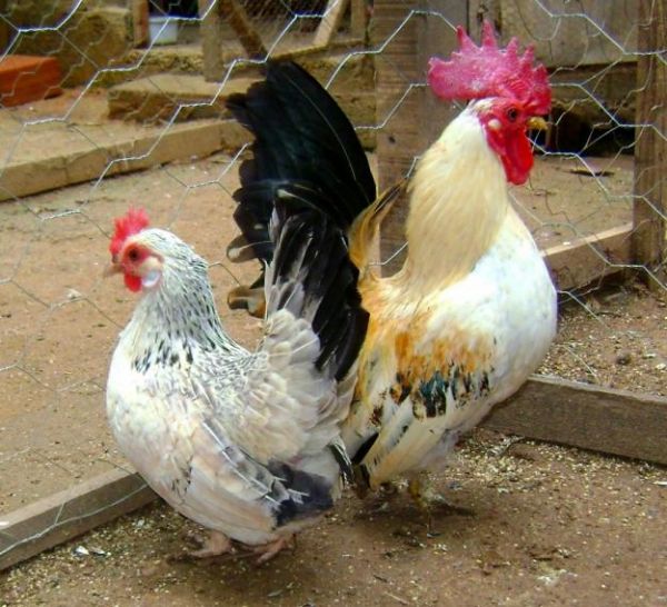 Galinha garnis� encatam pela estatura pequena e pelo brilho das penas com cria��o igualit�ria de outras ra�as