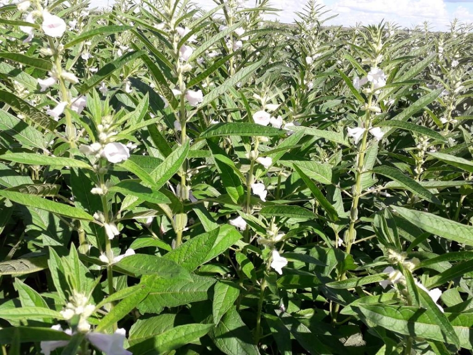 Pulses ganham fora como terceira safra e prometem rentabilidade maior que milho e soja em MT