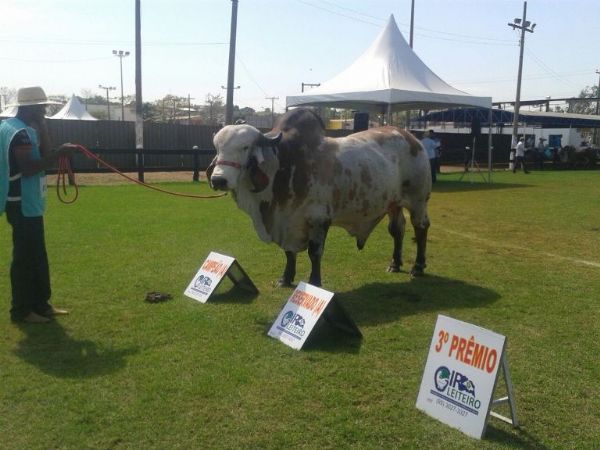 MT ter escritrio tcnico avanado da ABCG; Melhoramento gentico leiteiro  destaque na 50 Expoagro