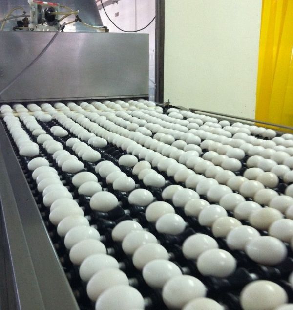 Alta na produo de ovos faz reduzir o preo do produto em todo o Brasil