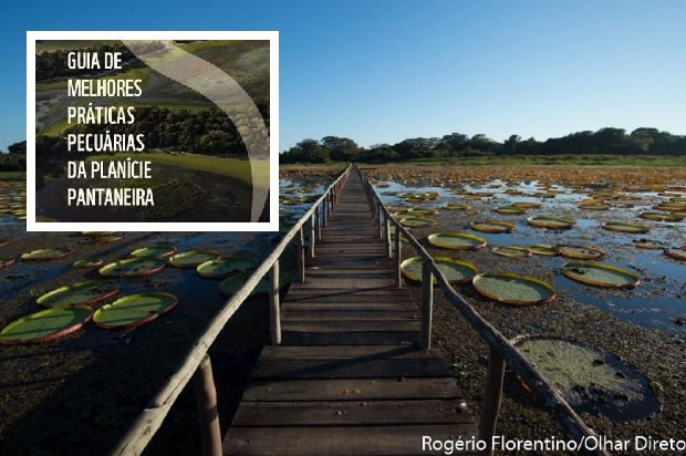 Guia de melhores prticas pecurias da plancie pantaneira ser lanado para auxiliar produtores de gado do Pantanal