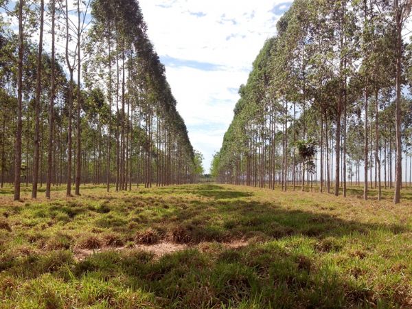 Setor florestal de Mato Grosso doa equipamentos de R$ 46 mil para a Sema